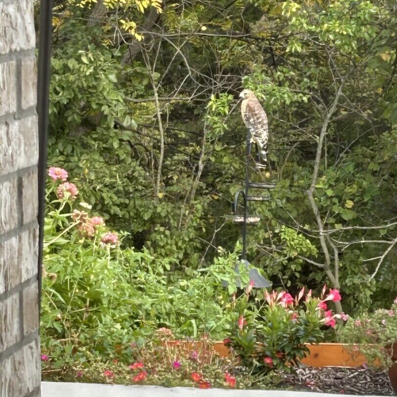 A hawk perched on a branch amid greenery and flowers near a stone wall.